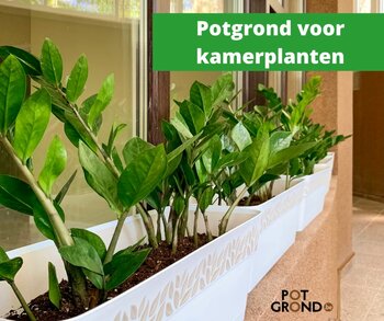 Wat is de beste potgrond voor kamerplanten?
